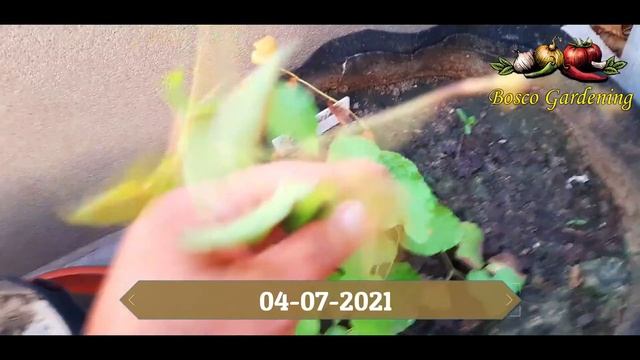 Bees love Coral Vine | All About Coral Vine (Mexican Creeper) | How to Grow Coral Vine from Seed смотреть онлайн