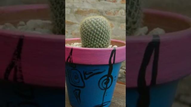 صبار ماميلاريا mammillaira وطرق العناية والاكثار смотреть онлайн