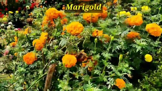 पिछले साल के सर्दियों का कुछ गार्डन क्लिप्स देखिए/ Last year's garden Overview смотреть онлайн