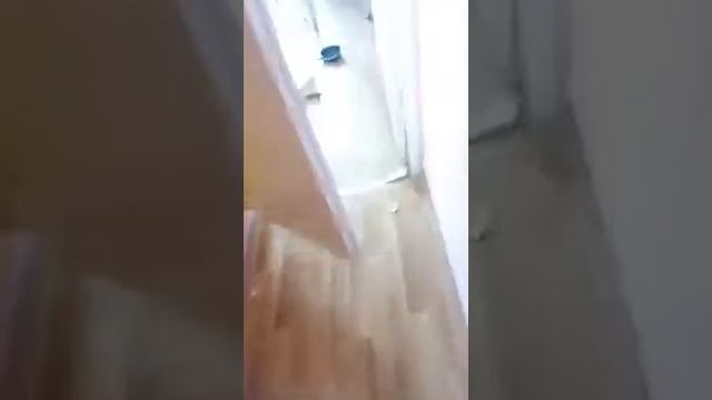 Когда у тебя хаски смотреть онлайн