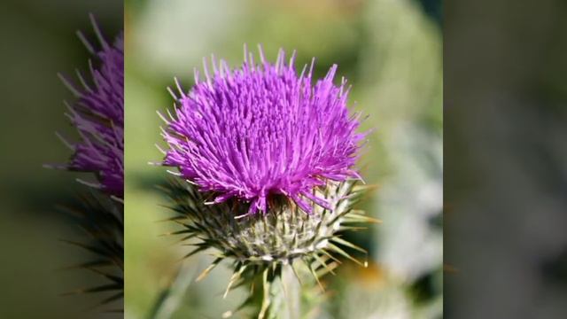Beautiful purple flower images #purpleflower смотреть онлайн