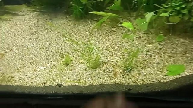 Crypt parva, Cryptocoryne, plant profile, carpeting crypt that propagates through runners, low tech смотреть онлайн