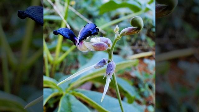 Iris unguicularis #iris #plant #flower #garden смотреть онлайн
