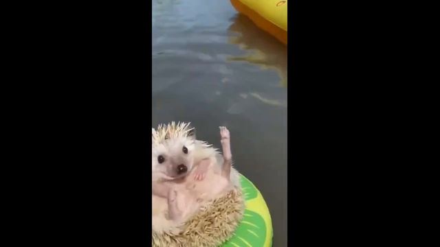 Отдыхаем, чё... #shorts смотреть онлайн