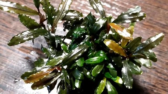 #bucephalandra#tank#bucephalandraplant#буцефаландра#аквариумныерастения Bucephalandra Cherry 🍒 смотреть онлайн