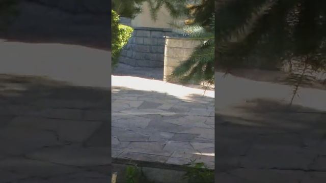 Каштан ағаштағы тиіндер. Жаз айындағы тут ағаш. смотреть онлайн