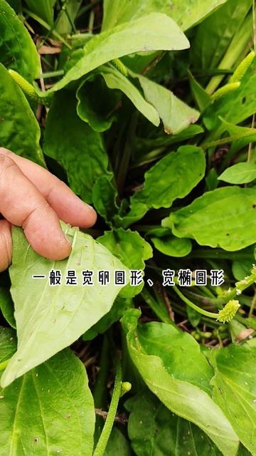 车前草 Plantago asiatica L #biology #waterfall #botany #travel #plants #nature #monsoon смотреть онлайн