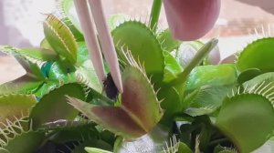 РОСЯНКА - КОРМИМ ХИЩНИКА!🍀🕷🍀🐜🍀🦋🍀