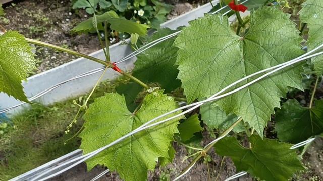 Готовим сучок(Рукав) замещения на ВИНОГРАДЕ!!! Исправляю срочно ошибки. Виноград на Урале ошибки#са смотреть онлайн