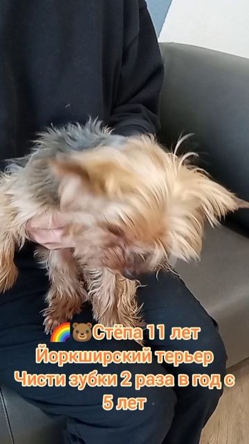 Йоркширский терьер Стёпа 11 лет, знакомы мы 6 лет и чистим зубки 2 раза в год, собака ко мне привык