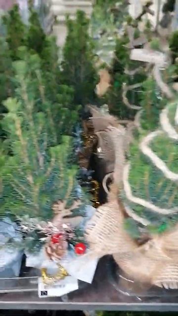 Picea glauca 'Conica' смотреть онлайн