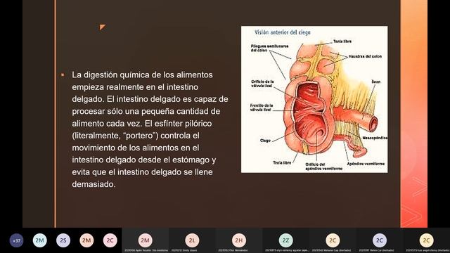 INTESTINO DELGADO E INTESTINO GRUESO BIOLOGÍA II смотреть онлайн