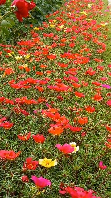 Портулак смотреть онлайн