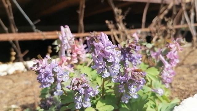 Синие Сциллы или Пролески распустились в нашем саду на даче в апреле 2024. смотреть онлайн