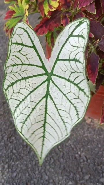 芋叶植物 Caladium Plant смотреть онлайн