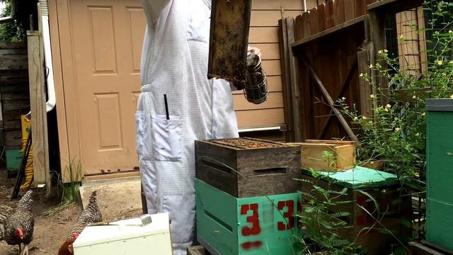 Catching Bees for Bee Venom Therapy (BVT) смотреть онлайн
