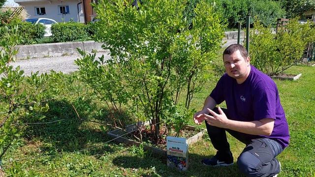 Gnojenje ameriških borovnic смотреть онлайн