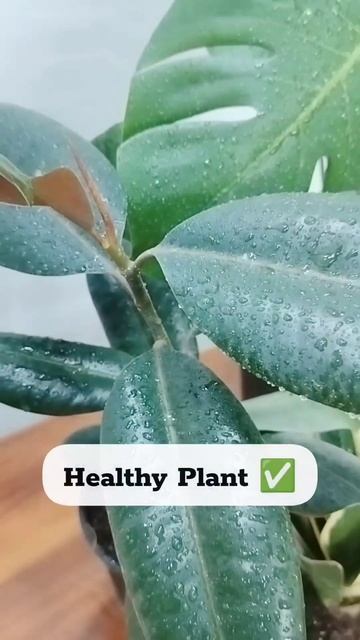 Happy Plant Lover #plant #plantstore #indoorplants смотреть онлайн