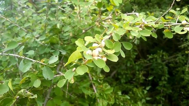 Securinega leucopyrus | வெள்ளைபுலா смотреть онлайн