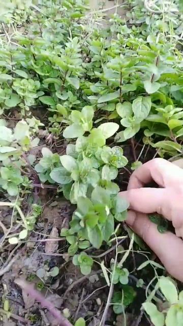 How to grow mint from cuttings/mint growing in water and soil#mint#shorts смотреть онлайн
