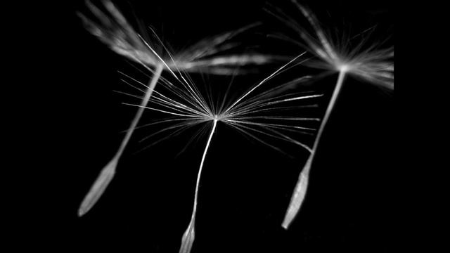 What is a Dandelion? (PK - 2nd Grade) смотреть онлайн