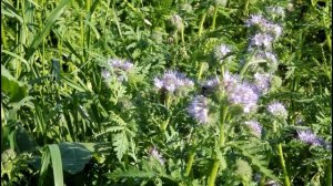 Фацелия, кормилица наша