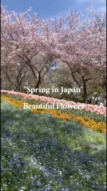 SPRING in Japan #beautifulflowers #sakura #tulip #flowers #shorts смотреть онлайн