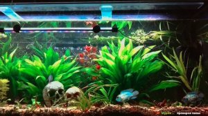 Нерест (нанокара неон блю электрик ) День второй