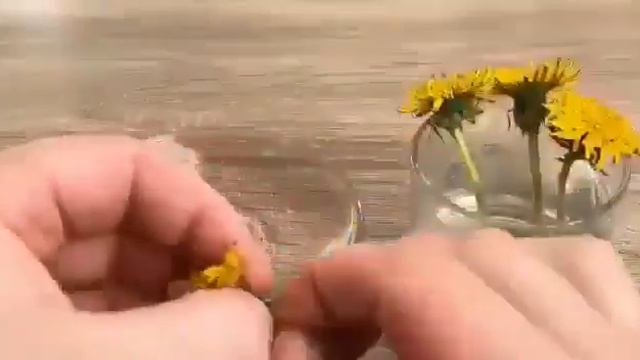 польза одуванчика. смотреть онлайн
