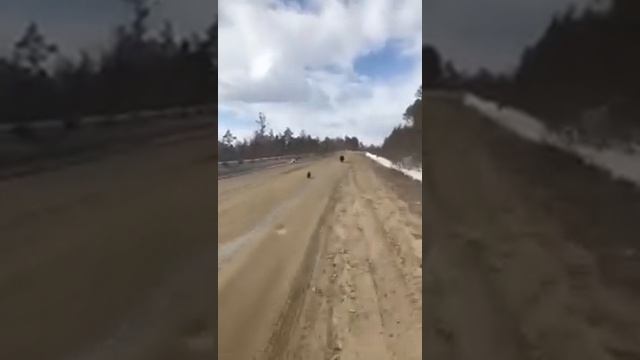 Закон тайга, медведь хозяин Медвежонок показал водителю грузовика, кто в тайге главный смотреть онлайн