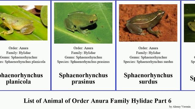 List of Animal of Order Anura Family Hylidae Part 6 scinax treefrog sphaenorhynchus trachycephalus смотреть онлайн