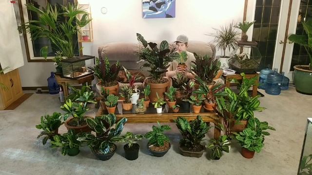 How to care for Prayer Plants смотреть онлайн