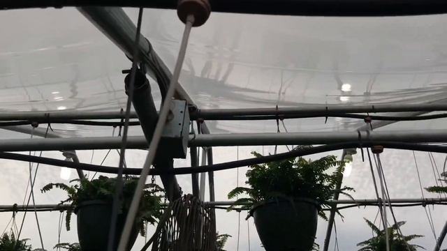 How we water and feed + what ferns we grow + planting some pansies... смотреть онлайн