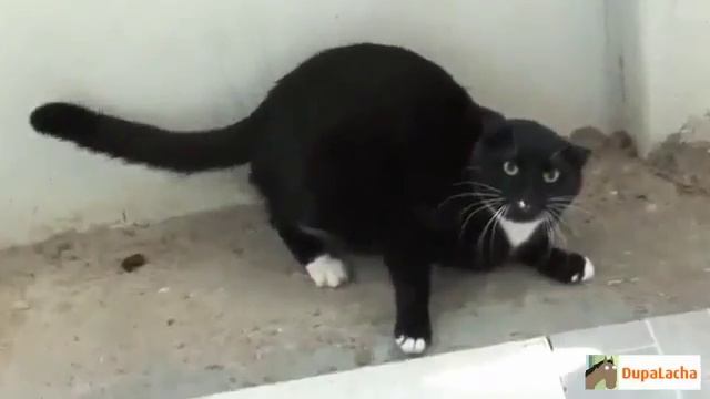 Лучшие Приколы с смешными Кошками смотреть онлайн