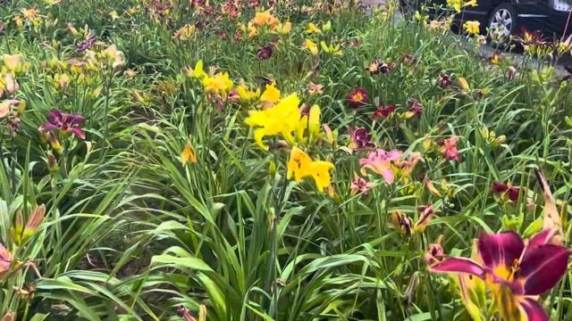 Lewis Daylily Garden 7-14-22, part 2 смотреть онлайн