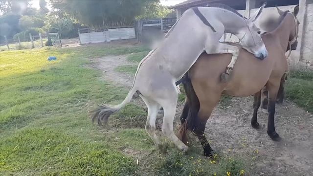 Super Murrah Donkey  Meeting First Time - Animals Mating - Horse Mating
