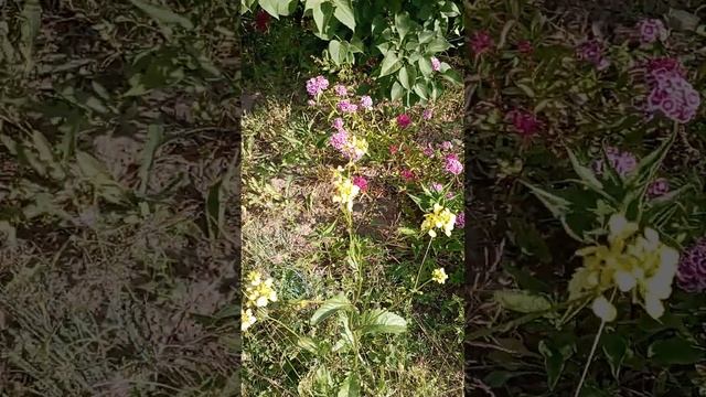 Очередные пересадки и прополка. смотреть онлайн