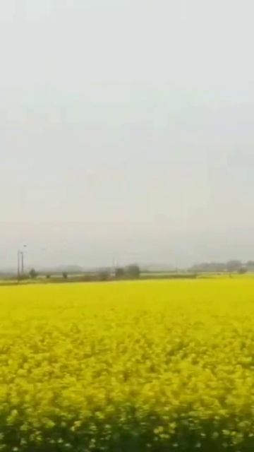 Yellow Flowering Avenue NARC || Mustard Fields смотреть онлайн