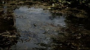 Звуки ночного болота: успокаивающее кваканье лягушек для сна и расслабления, 1 час.