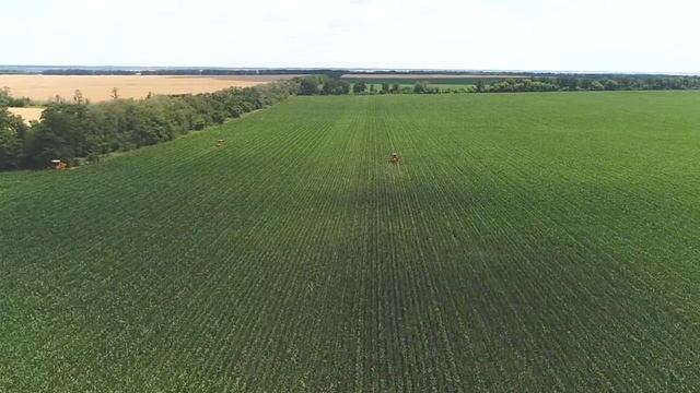 Виробництво насіння кукурудзи. Видалення волоті на ділянках гібридизації. Кастрікс смотреть онлайн
