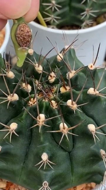 Cactus seed Gymnocalyciumเก็บฝักแคคตัส ยิมโน 26/11/64 music Where do you go / No Mercy смотреть онлайн