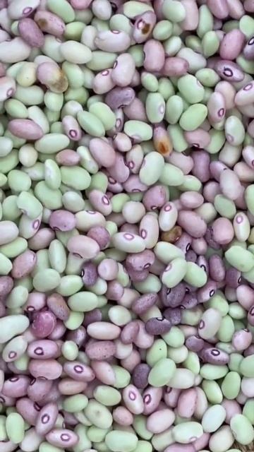 Fresh & Tasty: Harvesting the Best Beans from Our Family Farm Garden | Short Video смотреть онлайн