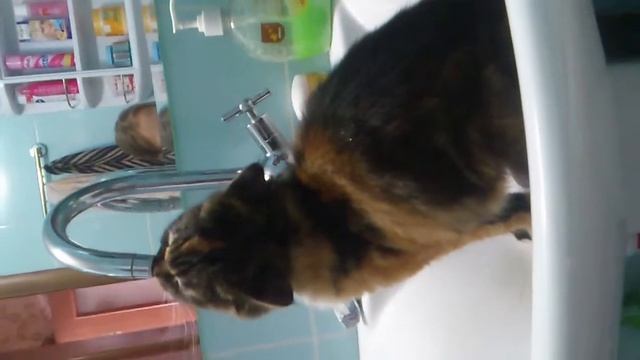 Зеленые гостями