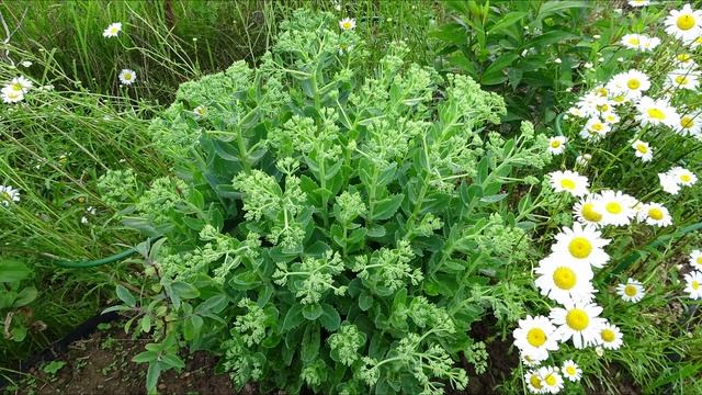 Очиток / Sedum смотреть онлайн