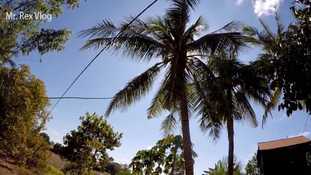 fish Amok With Nho leave In Coconut 17.12.2018-Khmer Vlog-Mr Rex Vlog смотреть онлайн