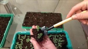 Первая пикировка петунии и петхоа