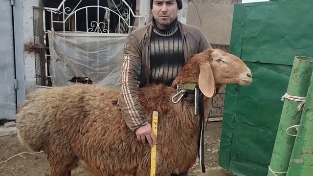 (938) сын Магнита Ушастик 2 года. смотреть онлайн