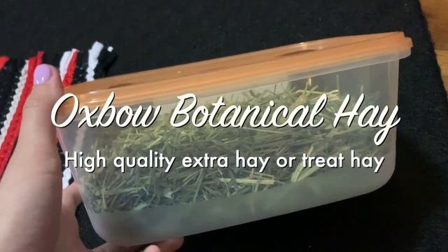 My Holland Lop's Feeding Routine! How Much to Feed Your Rabbit! смотреть онлайн
