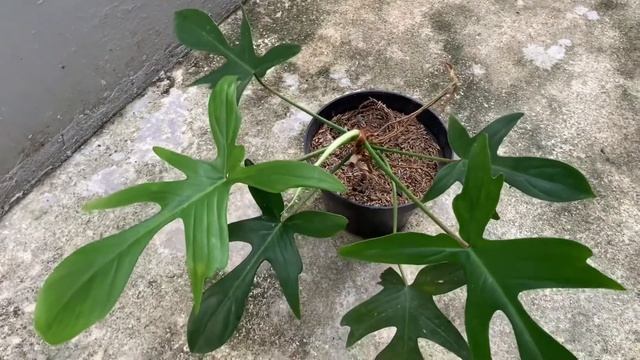 PHILODENDRON FLORIDA GHOST | PHILODENDRON MERPATI REVIEW