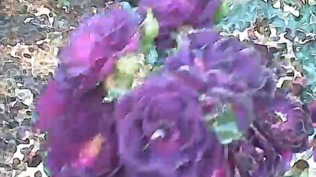 Birmingham Botanical Gardens